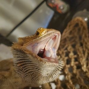 Meet your Posher, Raphael